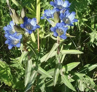 <p>Gentiana affinis</p>