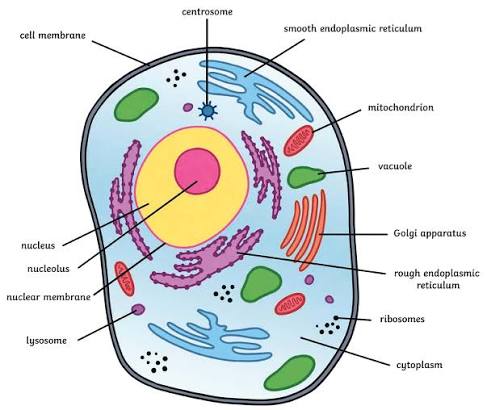 <p>What is the function of the nucleus</p>