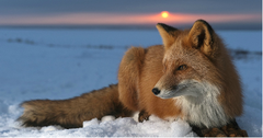 <p>organisms that use heat energy generated by metabolism and muscle contraction to carefully control their internal body temperature</p>