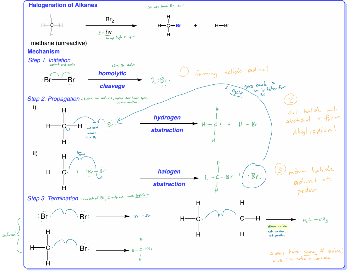 <p><span>alkanes react w/ halogen (Cl</span><sub>2</sub><span> or Br</span><sub>2</sub><span>), + heat/light (hv), H atom of alkane is replaced by halogen atom to form alkyl halide product </span></p><ul><li><p><strong>initiation </strong>→ form halide radical </p></li><li><p><strong>propagation </strong>→ that halide will abstract & form alkyl radical </p></li><li><p><strong>termination </strong>→ reform halide radical into product </p><ul><li><p>always have <strong>same</strong> # of radicals</p></li></ul></li></ul><p></p>