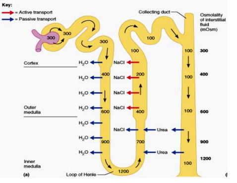 <p>The space where the descending and ascending limb of the loop of Henle meet (1200 mOsm)</p>
