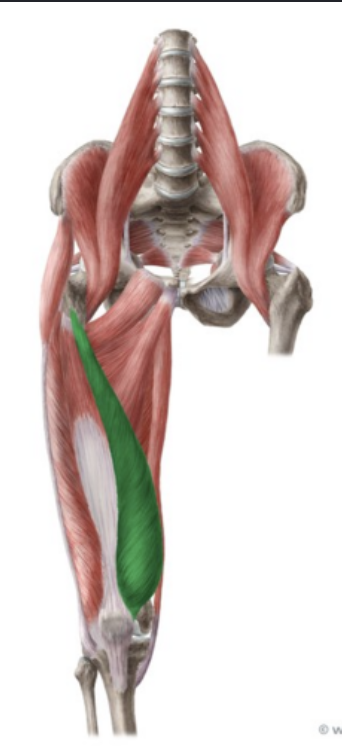 <p>Extends knee.</p>