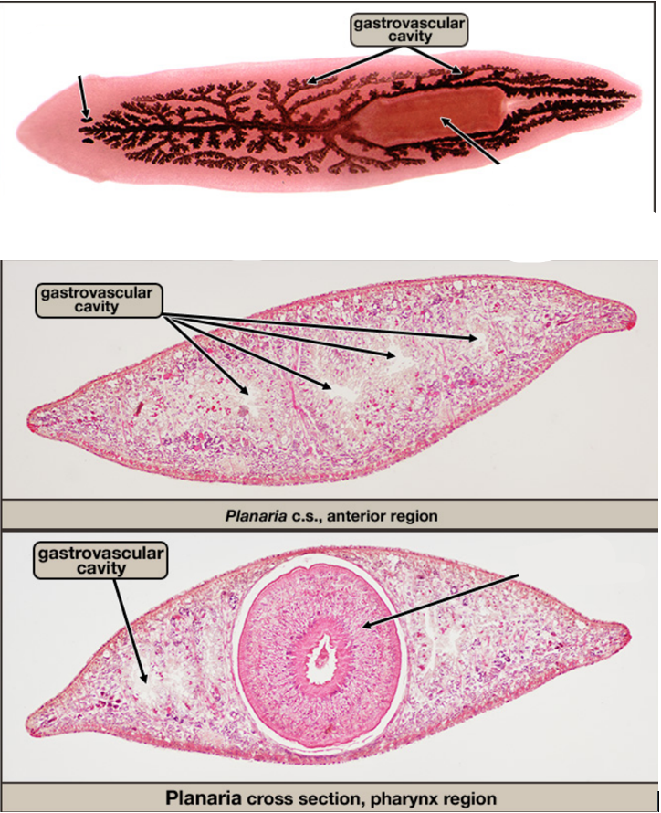 <p>gastrovascular cavity Platyhelminthes </p>