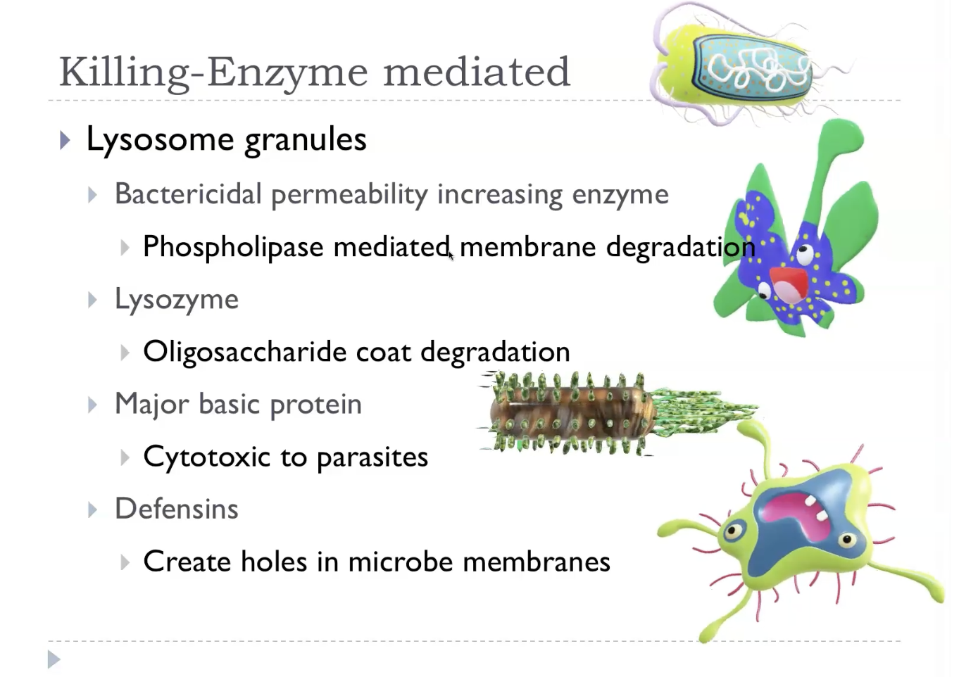 <p><strong>Enzyme‑mediated reactive nitrogen species (RNS)</strong> refers to the RNS that are produced <strong>directly by enzymes</strong>, mainly <strong>nitric oxide synthases (NOS)</strong>, which convert arginine into <strong>nitric oxide (NO)</strong>. Once NO is made, it can react with superoxide (from NADPH oxidase) to form <strong>peroxynitrite (ONOO⁻)</strong>, a powerful oxidant that damages lipids, proteins, and DNA. These enzyme‑generated RNS are used by immune cells—especially macrophages and neutrophils—to <strong>kill microbes</strong>, but in excess they cause <strong>nitrosative stress</strong>, contributing to inflammation and tissue injury. So in simple terms: enzymes make NO, and NO combines with other radicals to form harmful RNS when not controlled.</p>