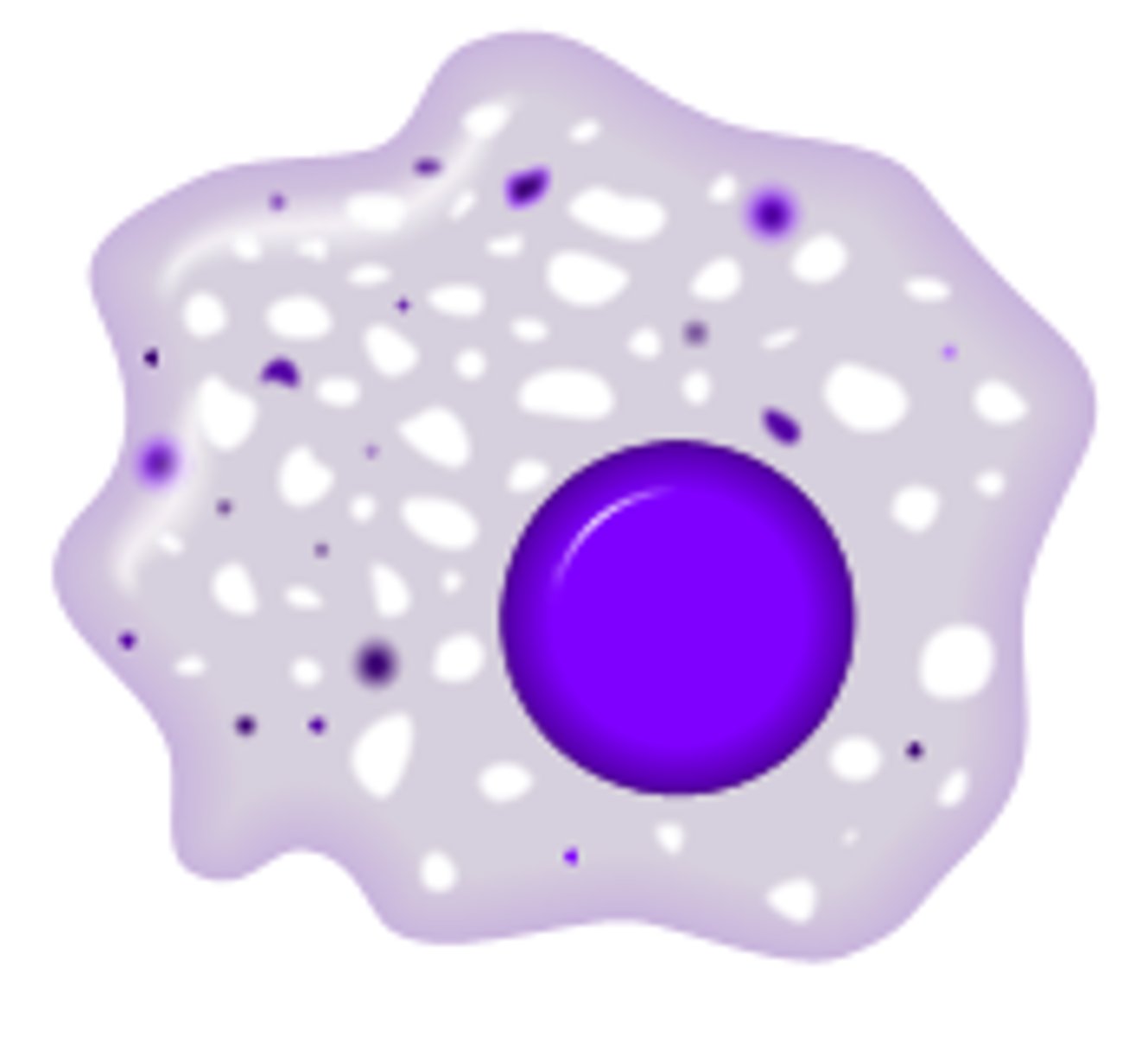 <p>large phagocyte found in lymph nodes and other tissues of the body</p>
