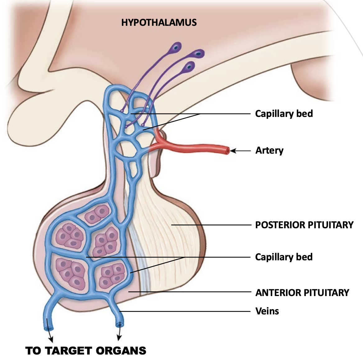 <p>As the anterior pituitary is not an extension of neural tissue, <em>trophic neurohormones</em> sent from the hypothalamus that control secretion of the hormones must be sent via blood. To ensure these hormones are not diluted by the blood the portal system takes place.</p>