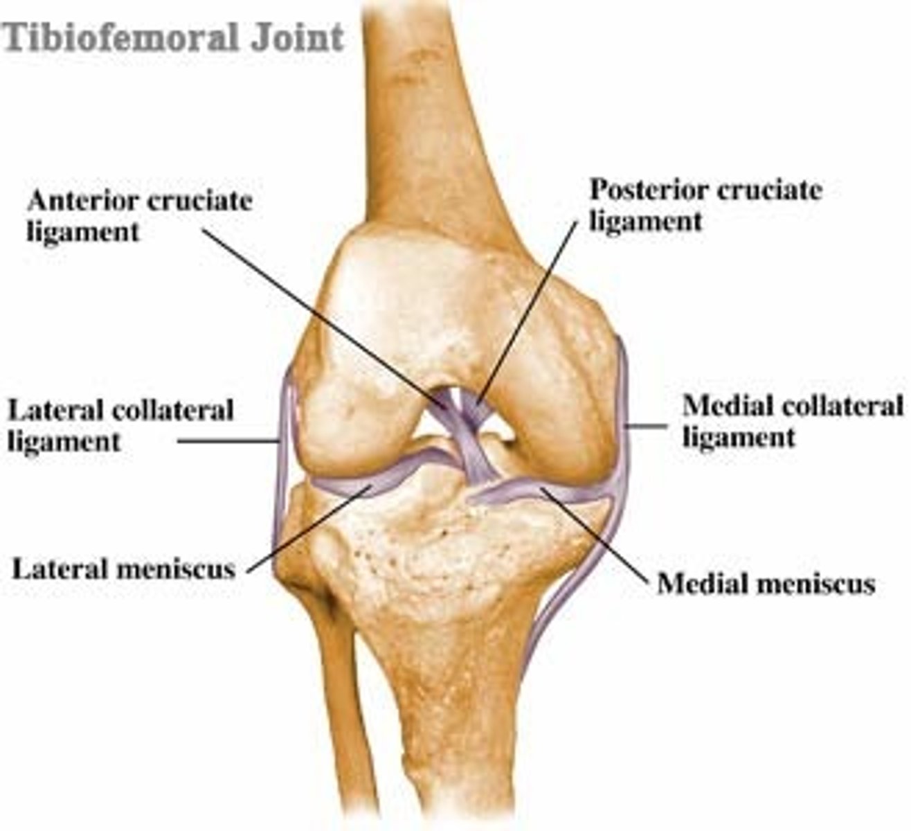 <p>the point where the tibia meets with the femur</p>