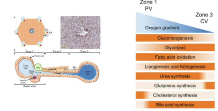 <p>The liver acinus acts as a "double filter system" by <strong><mark data-color="rgba(0, 0, 0, 0)" style="background-color: rgba(0, 0, 0, 0); color: inherit;">utilizing a one-way portal-to-central vascular flow that creates a strict, cascading gradient of oxygen and nutrients</mark></strong><span>. This structure drives </span><strong>metabolic zonation</strong><span>, whereby hepatocytes are specialized to handle different tasks based on their location along this gradient, effectively filtering blood twice: first for oxidative, high-energy nutrients (Zone 1) and subsequently for detoxification and low-oxygen processing (Zone 3).</span></p>