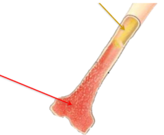 <p>significance of the red marrow in bones</p>