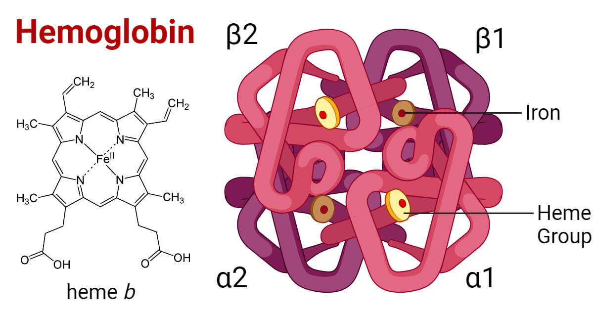 <ul><li><p>Quaternary structure </p></li><li><p>4 subunits</p></li><li><p>Each subunit contains a haem group that binds oxygen</p></li></ul><p></p>