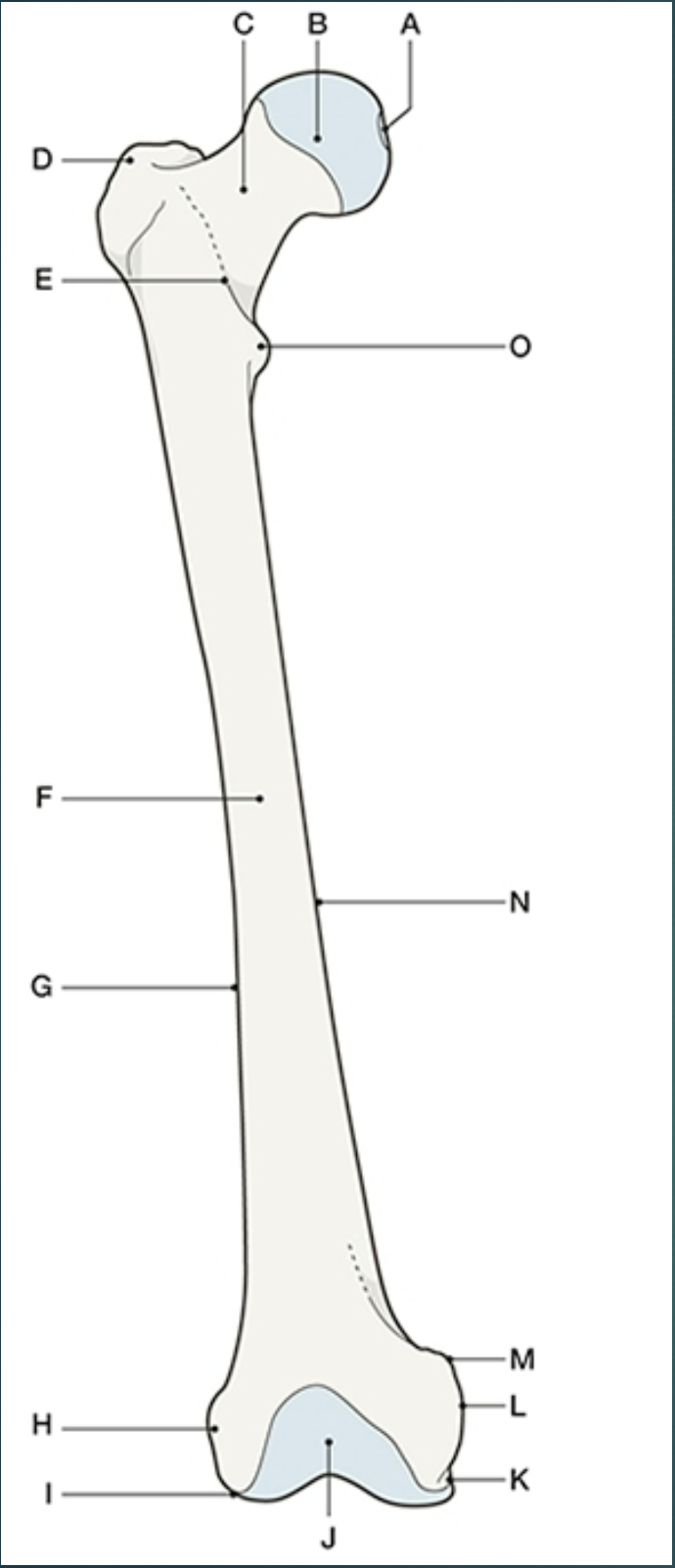 <p>Femur - Distal:</p><p>______ ________ _______ – the smooth anterior surface of the distal part</p><p>of the femur between the anterior parts of the femoral condyles. It forms</p><p>a joint with the patella</p><ul><li><p>J </p></li></ul><p></p>