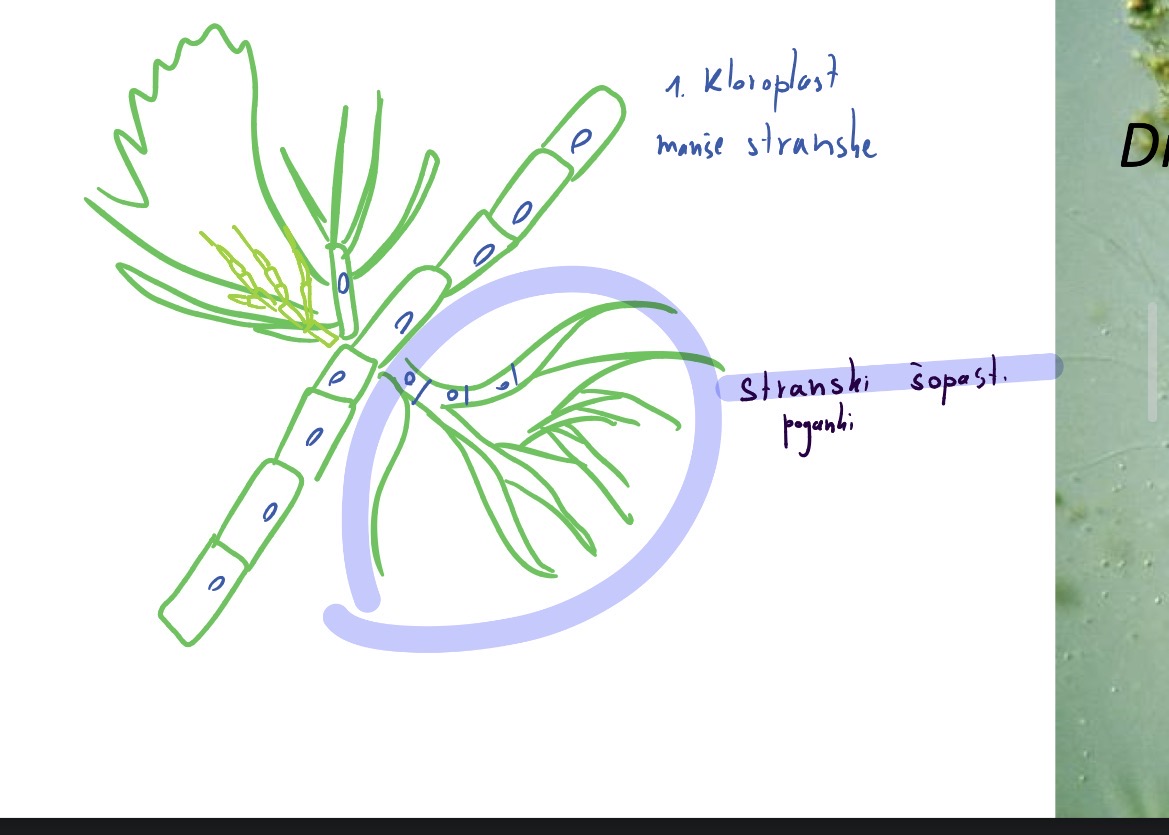 <p>Deblo : zelene alge - chlorophyta</p><p>Razred chlorophyceae - prave zelene alge</p><p>Red chaetophorales</p><p>Rod draparnaldia</p>
