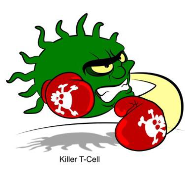 <p>Killer T-cells (aka cytotoxic T cell)</p>