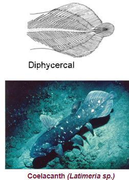 <p><span style="background-color: transparent;">three lobed appearance, coelacanths</span></p>