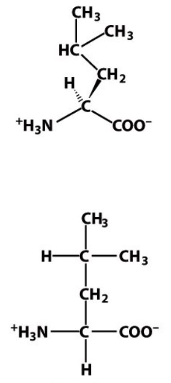 <p>L </p><p>Leu </p><p>Hydrophobic, non-polar </p>