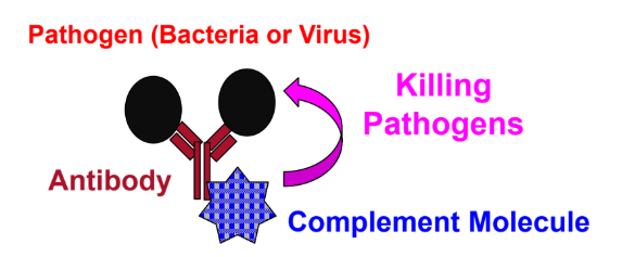 <p>bactericidal activity of antibodies (but, still able to kill pathogen without antibodies)</p>