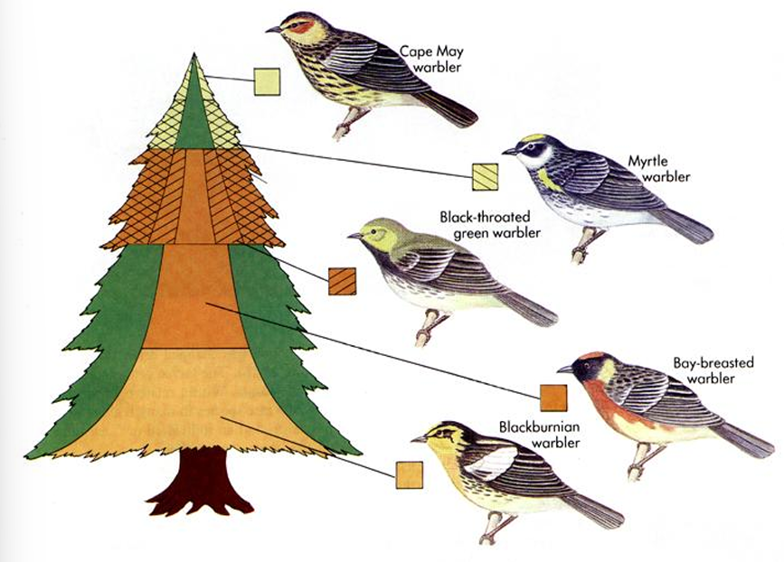 <p>species living together use resources slightly different & enables them to coexist in a community </p><ul><li><p>McArthur’s warbler → live on diff parts of tree </p></li></ul><p></p>