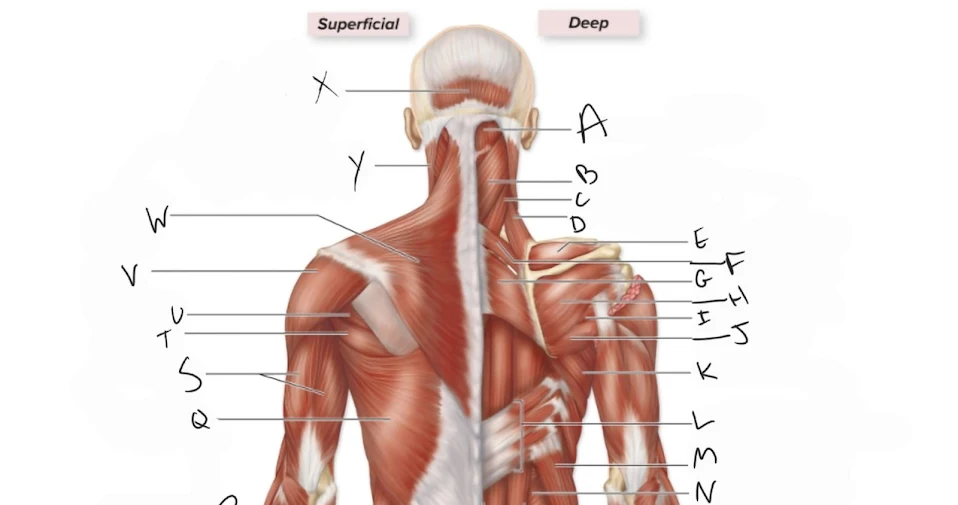 <p>rhomboid major</p>