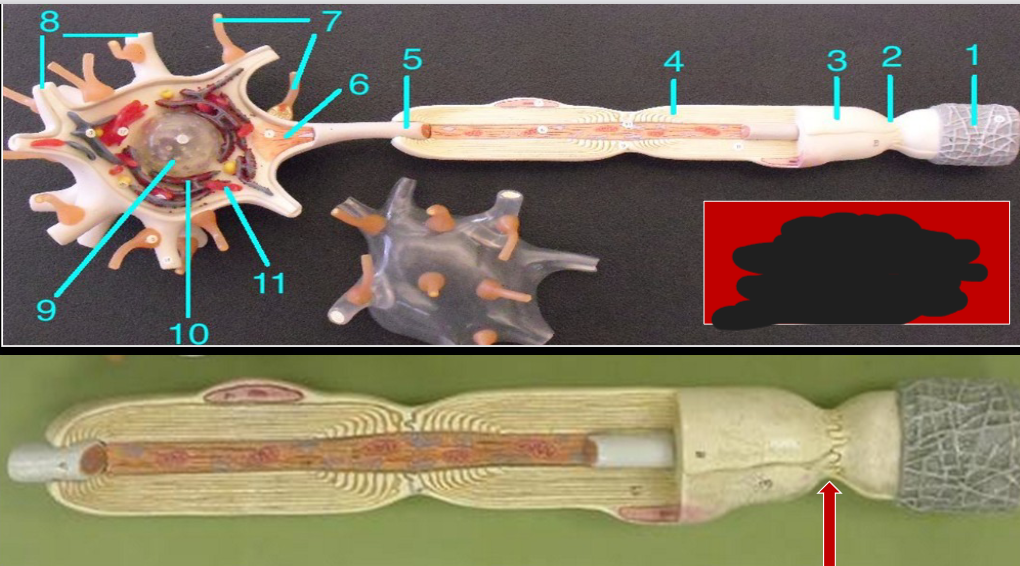 knowt flashcard image
