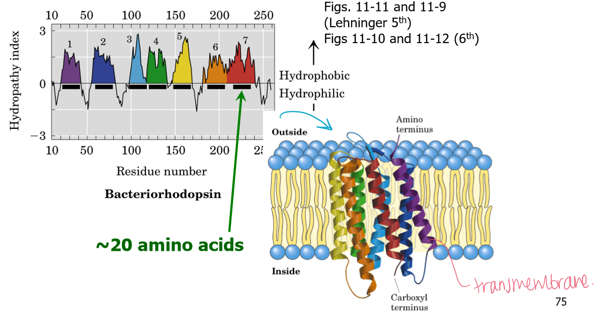 <p>The potential to fold into a compact globular protein. The hydrophilic residues will be on the outside and the hydrophobic residues will be in the core. </p>