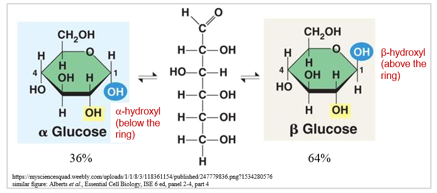 <ul><li><p>alpha = OH on carbon 1 (ring formation) below the glucose ring (opposite CH2OH) </p></li><li><p>beta = OH on carbon 1 (ring formation) above the glucose ring (same side as CH2OH) </p></li></ul><p></p>