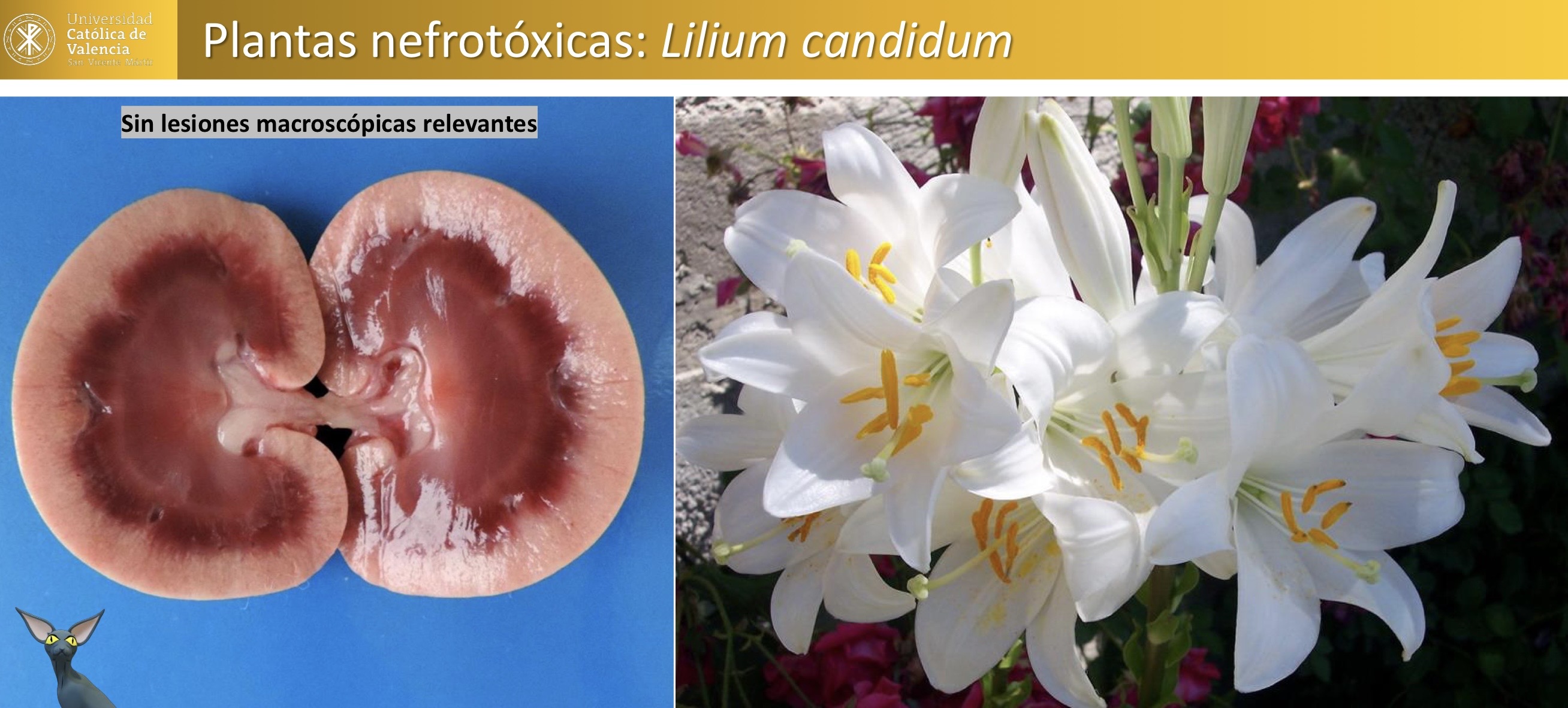 <p>Planta nefrotoxica: lilium candidum</p><p>Sin lesiones macroscópicas relevantes </p><p></p>