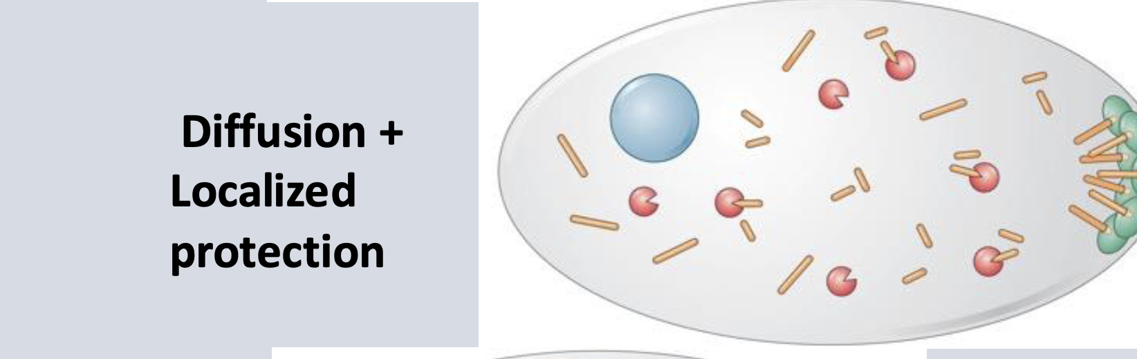 <p>(mRNA<span style="color: rgb(79, 21, 121);"> localization)</span></p>