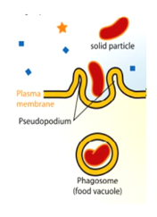 <p>“cell eating”</p><ul><li><p>engulfs <strong>solid </strong>material</p></li><li><p>The cell membrane extends outward using pseudopodia ("false feet") to surround, trap, and engulf large solid particles or whole bacteria.</p></li></ul><blockquote><p><strong>pseudopodia</strong>: temporary, arm-like extensions of a cell’s membrane and cytoplasm that are used for movement and capturing food.</p></blockquote><p></p>