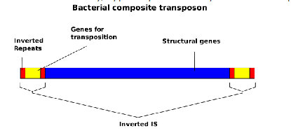 <p>MOBILE PIECES OF DNA ('jumping genes') which cut themselves out of chromosome or plasmids and insert into another part of the chromosome or plasmid</p><p>- Insertion Sequences (IS): very common, small fragments of DNA that only carry genes coding for enzymes required for transposition (transposition is movement of DNA between different DNA segments)</p><p>- Transposons: larger DNA fragments which carry structural genetic information (e.g for antibiotic resistance), typically flanked by insertion sequences</p>