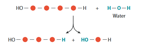 <p>Chemical reaction where covalent bonds are broken by adding water</p>