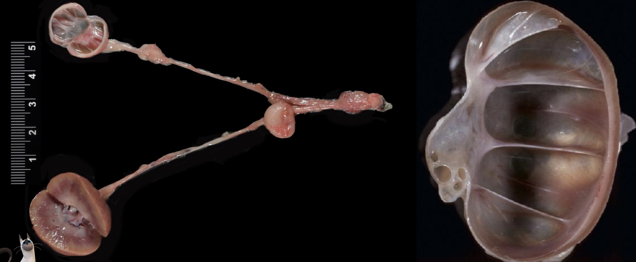 <p>Patogenia </p>