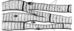 <p>branching, striated, generally uninucleate cells that interdigitate at specialized junctions (intercalated discs)</p>