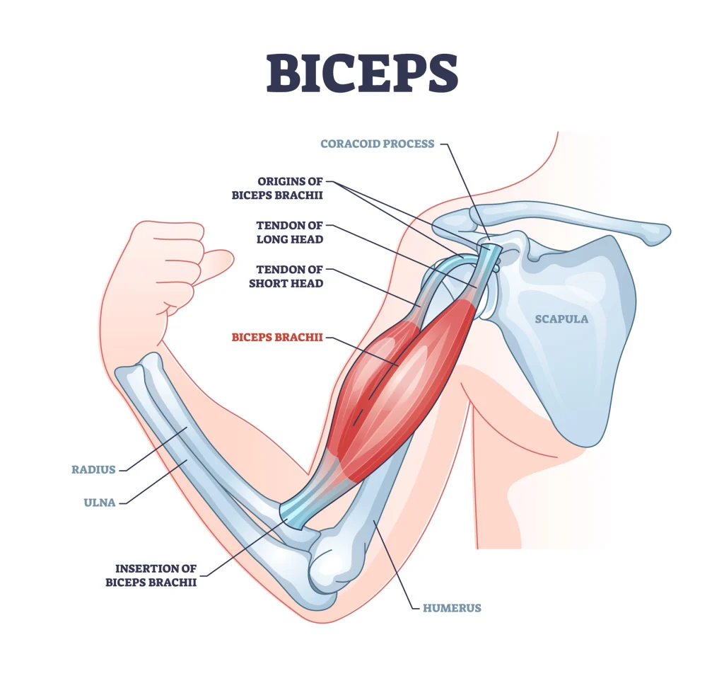 <p>Origin: supraglenoid tubercle of scapula (long head), coracoid process of scapula (short head)</p>