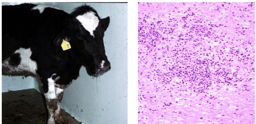 <p>This cow was demonstrating facial paralysis, ear droop, excessive salivation, eyelid droop, and lack of menace response. No gross lesions were observed but this slide from her brainstem did show something. What is disease + lesion? What is the pathogenesis</p>