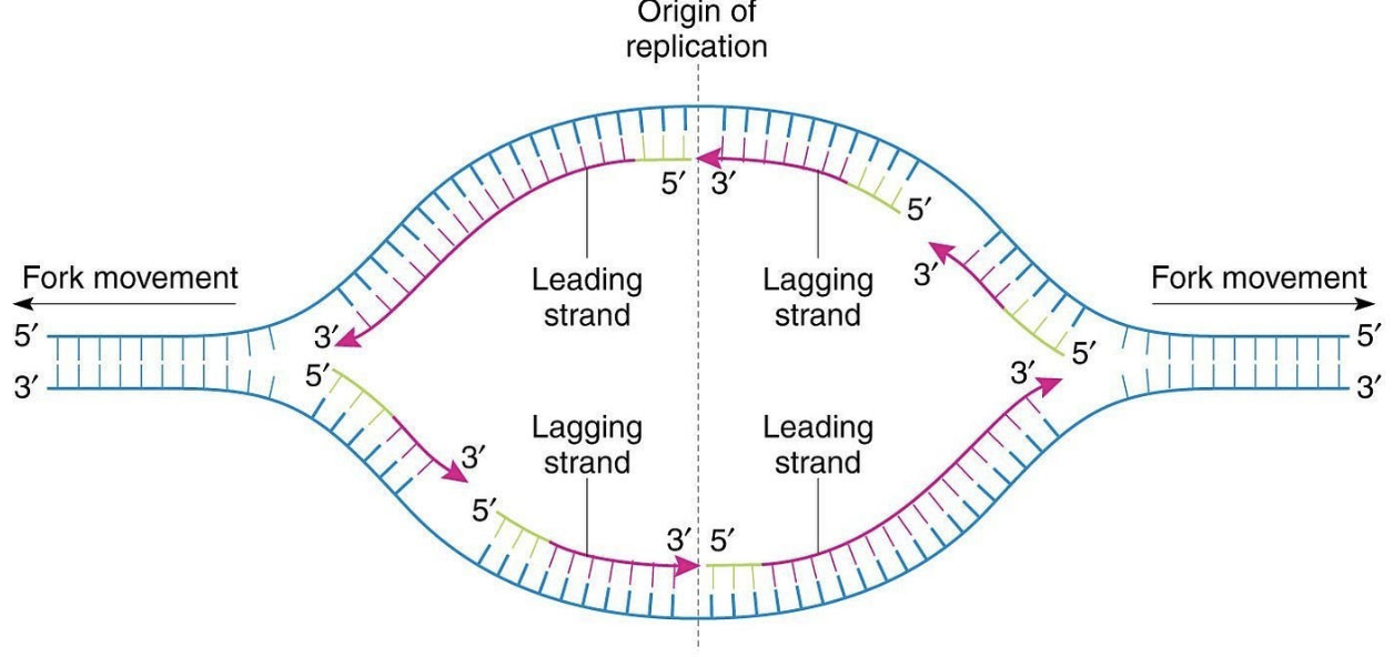 <p><span>Draw a replication bubble, demonstrating why daughter strands are synthesized in opposite directions and where you would expect continuous and discontinuous synthesis.</span></p>