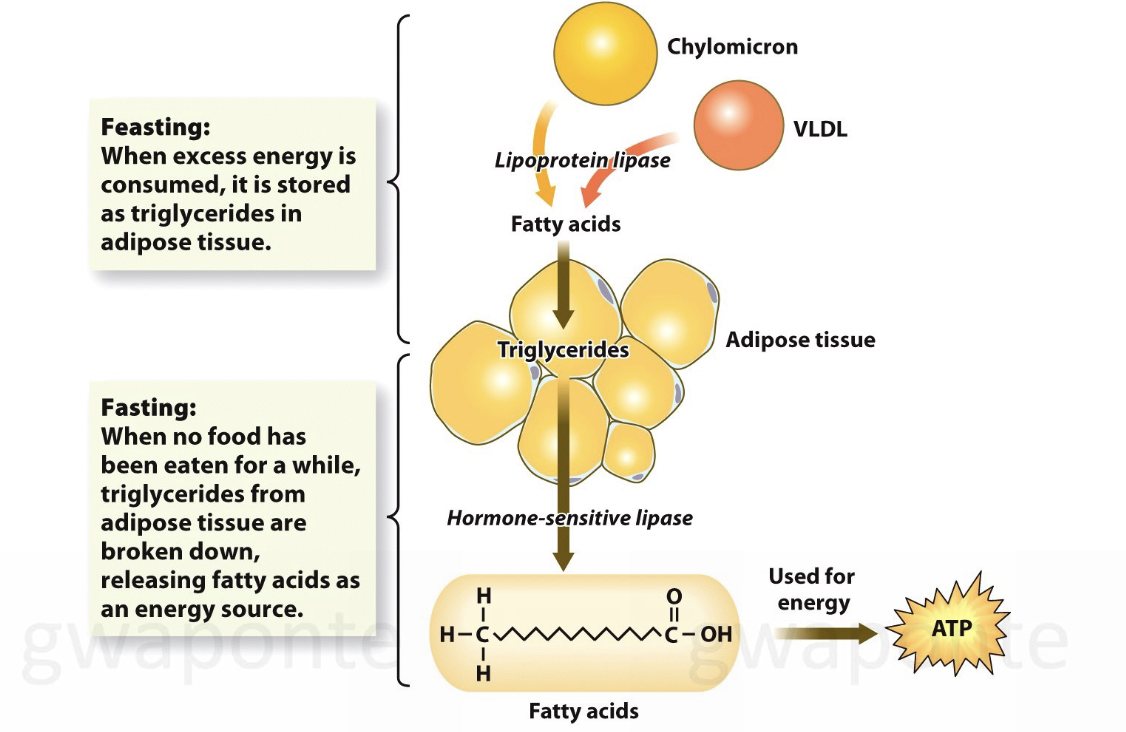 <p>Triglycerides are continuously stored and then broken down, depending on the immediate energy needs of the body. </p><p>Feasting: when excess energy is consumed, it is stored as triglycerides in adipose tissue.</p><p>Fasting: When no food has been eaten for a while, triglycerides from adipose tissue are broken down, releasing fatty acids as an energy source. </p>