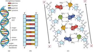 <p>Describe DNA.</p>