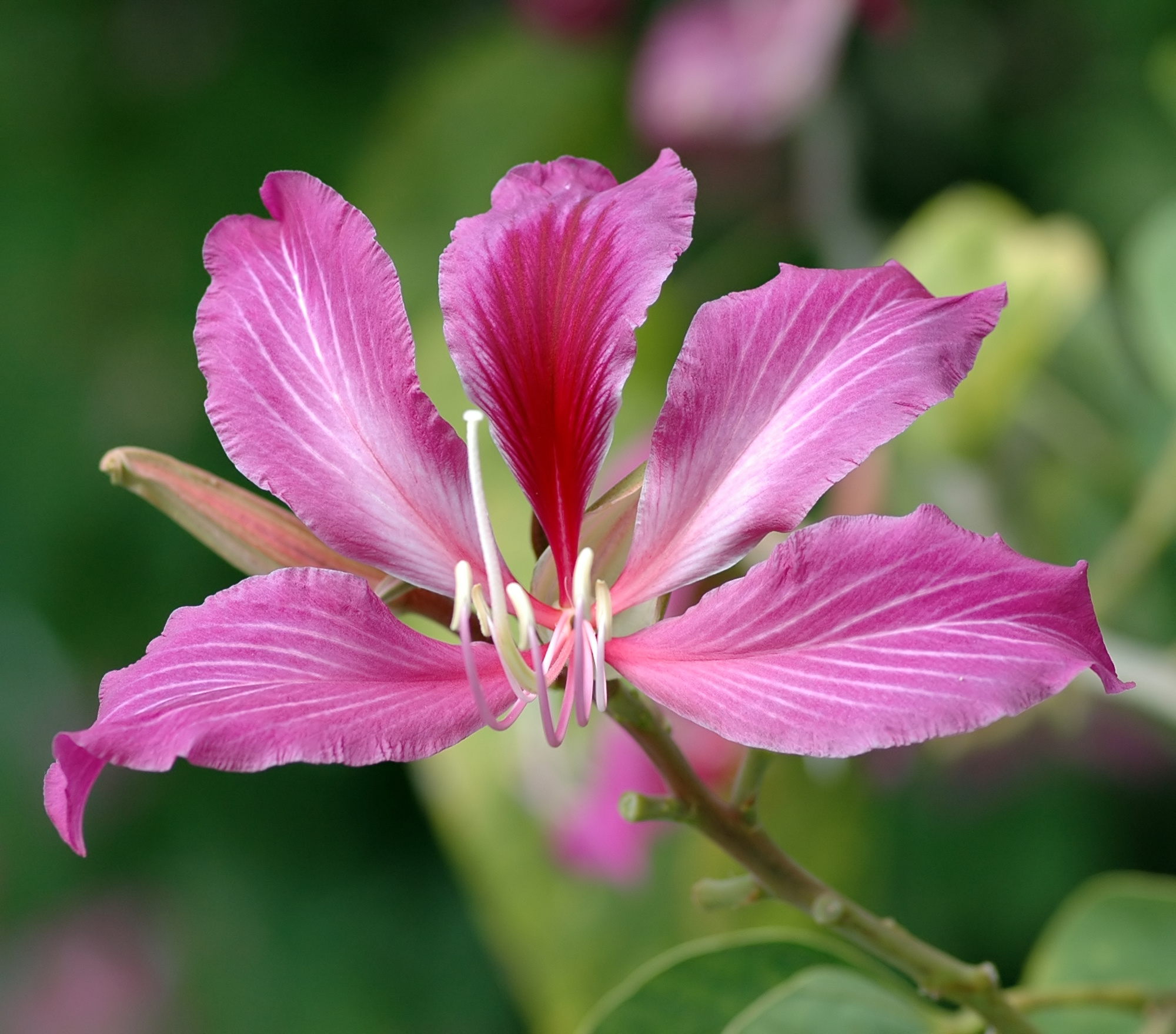 <p>hong kong orchid tree</p>