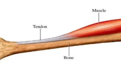 <p><strong>Tendon</strong></p>