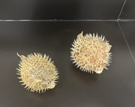 <p>What is this (phylum, subphylum, superclass, class, common name)?</p>