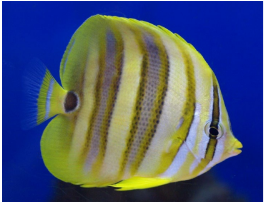 <p>Chaetodon rainfordi</p>