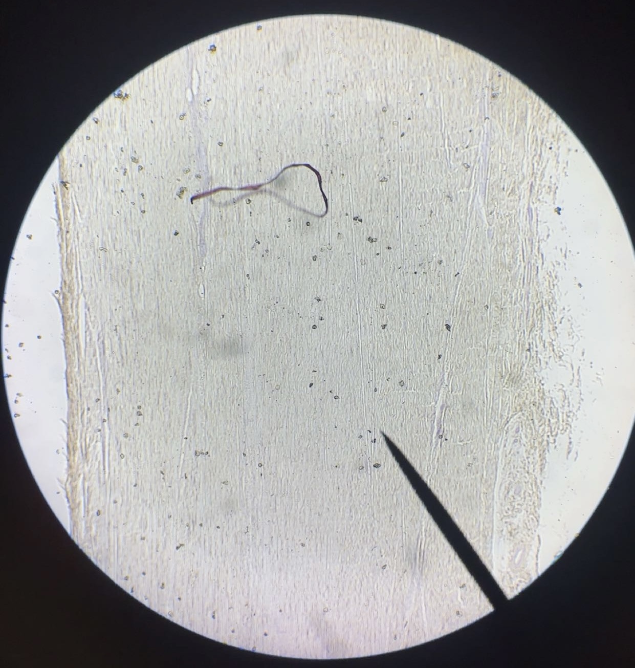 <p>tissue </p>