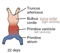<p>1. aortic roots (arterial poles)</p><p>2. truncus arteriosus</p><p>3. bulbus cordis</p><p>4. primitive ventricle</p><p>5. primitive atrium</p><p>6. sinus venosus (venous poles)</p>