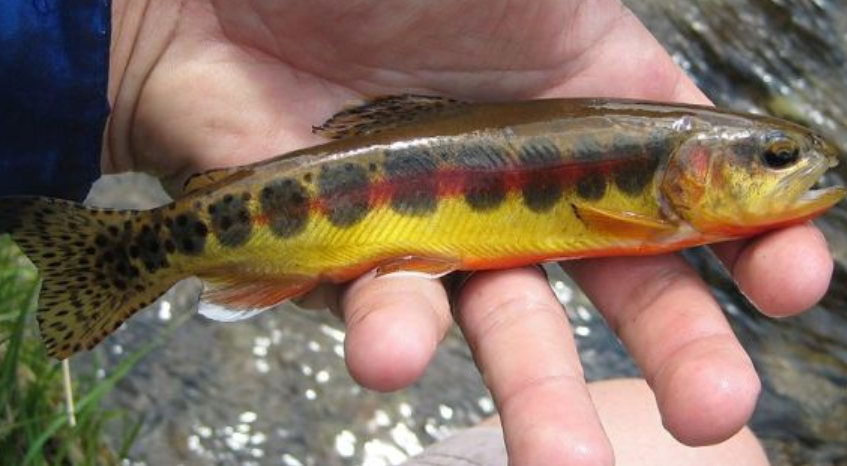 <p>Golden trout</p>