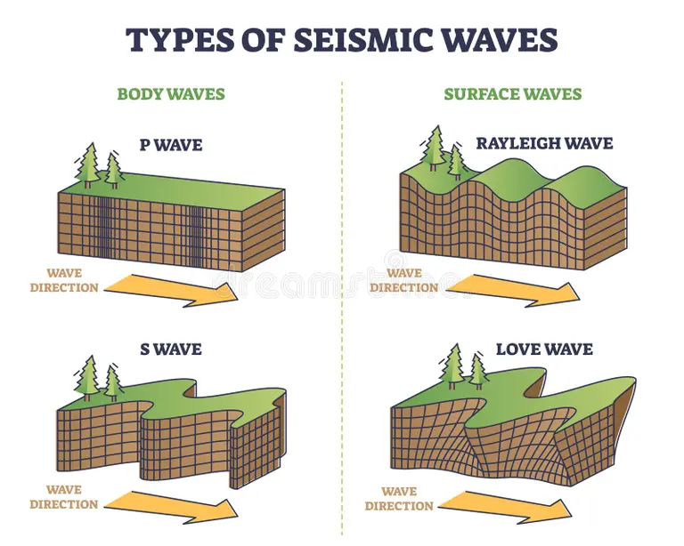 <p><span>P waves, S waves, Rayleigh waves, and Love waves</span></p>