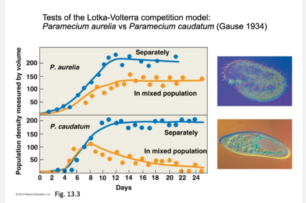<p>Which lotka Volterra model predicts this</p>