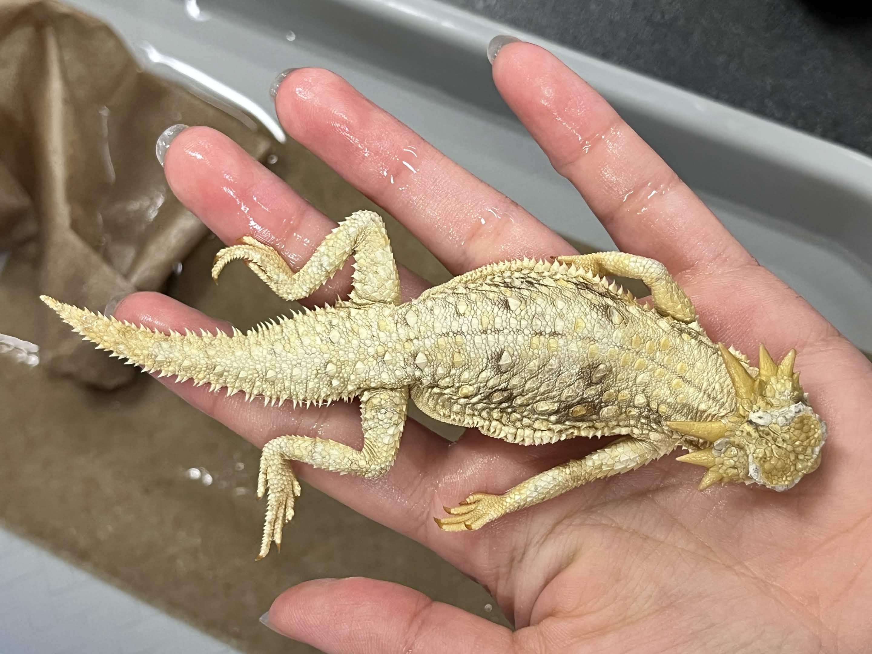 <p>Family + Species?</p><ul><li><p><strong>2 long middle horns</strong></p></li><li><p>dorsal stripe</p></li></ul><p></p>