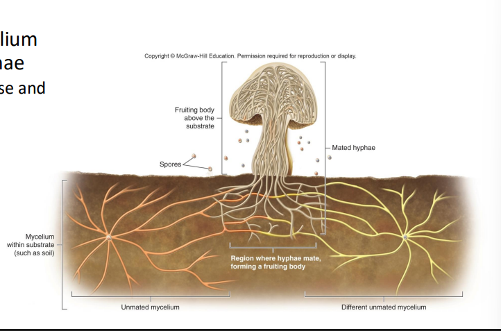 <p>- Eukaryote supergroup Opisthokonta-- includes certain protists, kingdom animalia and fungi </p><p>- Fungi originated in aquatic habitats-- arose from protists related to Nuclearia, an amoeba that feeds by engulfing cells </p><p>- Most have a mycelium composed of hyphae, mycelium is diffuse and inconspicuous, haploid</p>