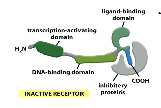 <p>inactive — bound to an inhibitory protein</p><ul><li><p>contains a ligand binding, DNA binding and tracription activating domain</p></li></ul><p></p>