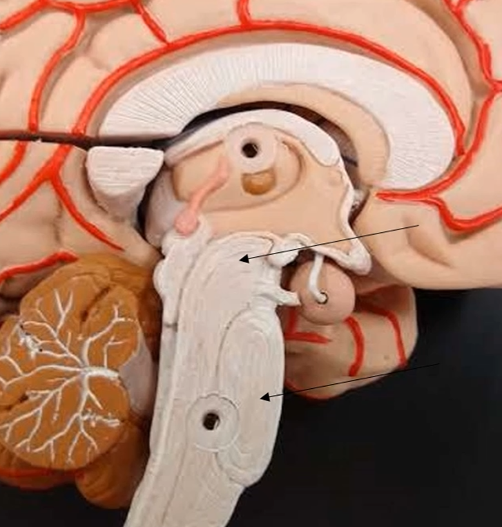 <p>What is the belly of the midbrain that goes in circular motion?</p>